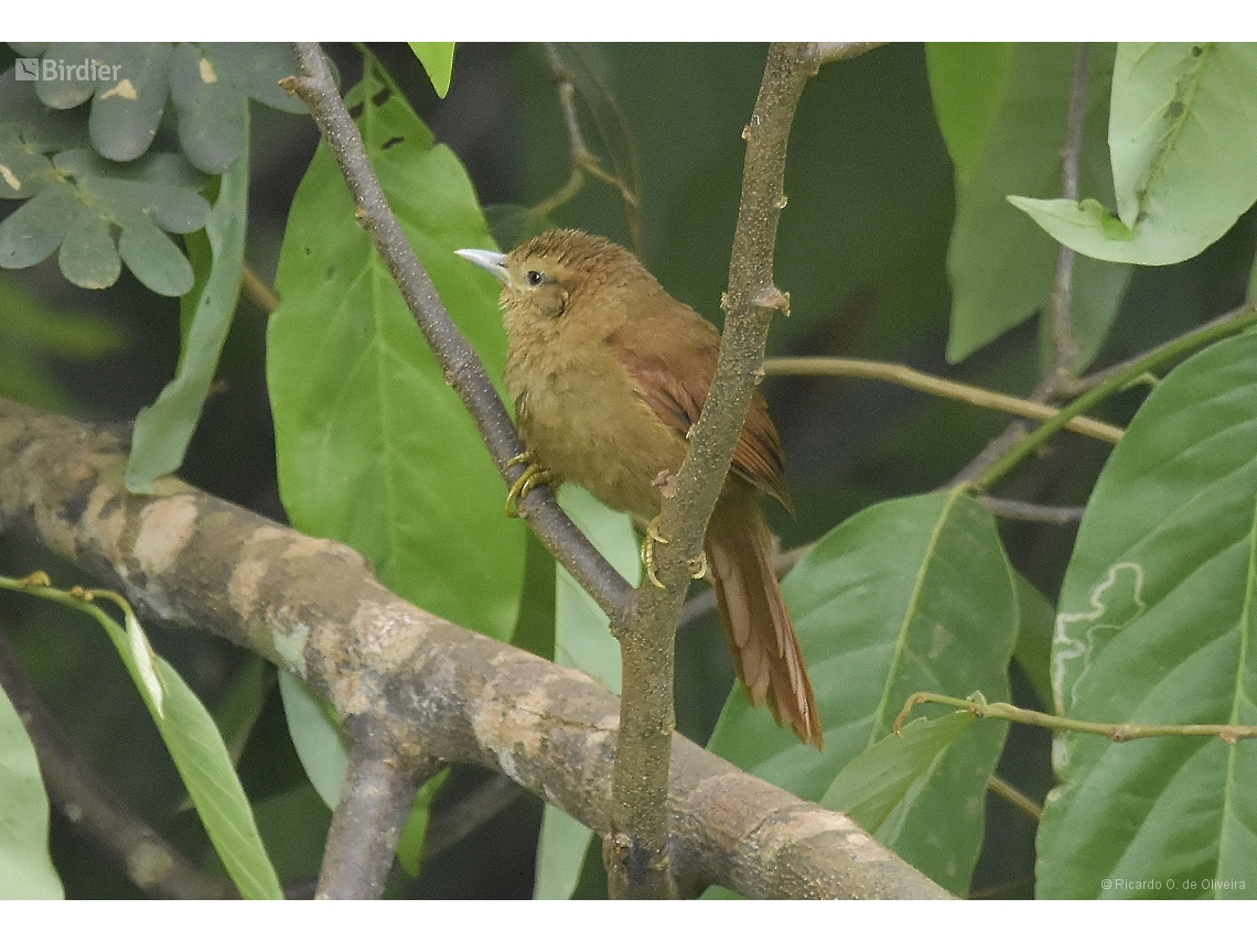 Thripophaga fusciceps