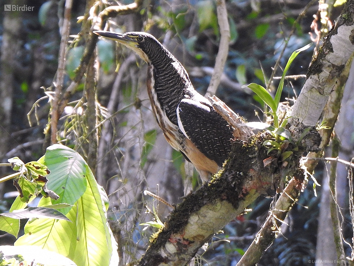Tigrisoma fasciatum