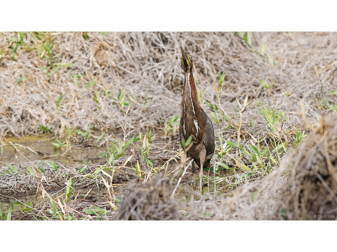 Tigrisoma lineatum