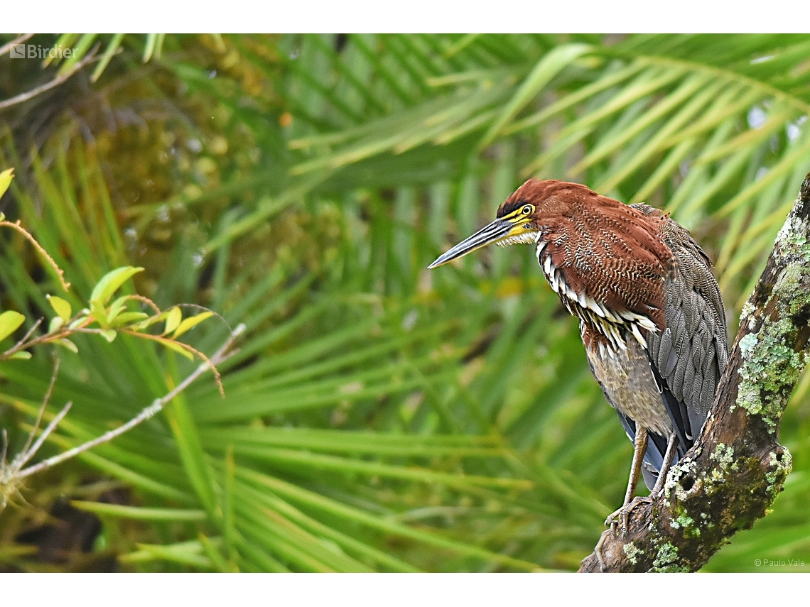 Tigrisoma lineatum