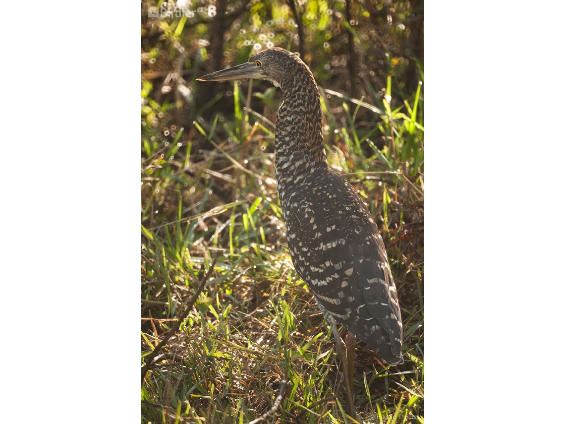 Tigrisoma lineatum
