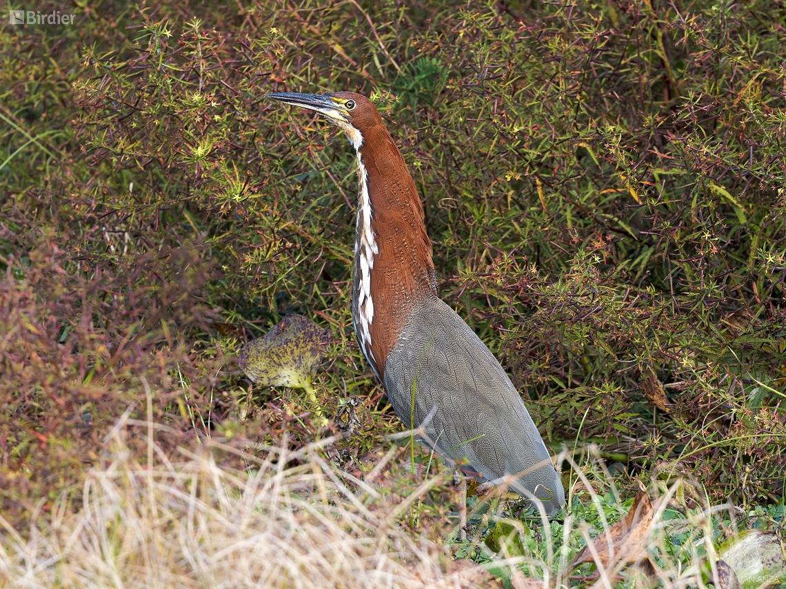 Tigrisoma lineatum