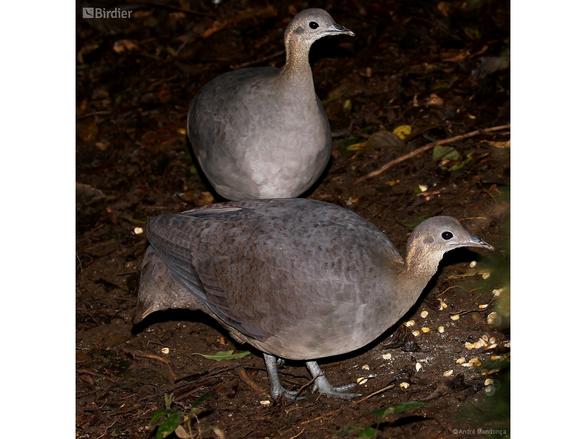 Tinamus solitarius