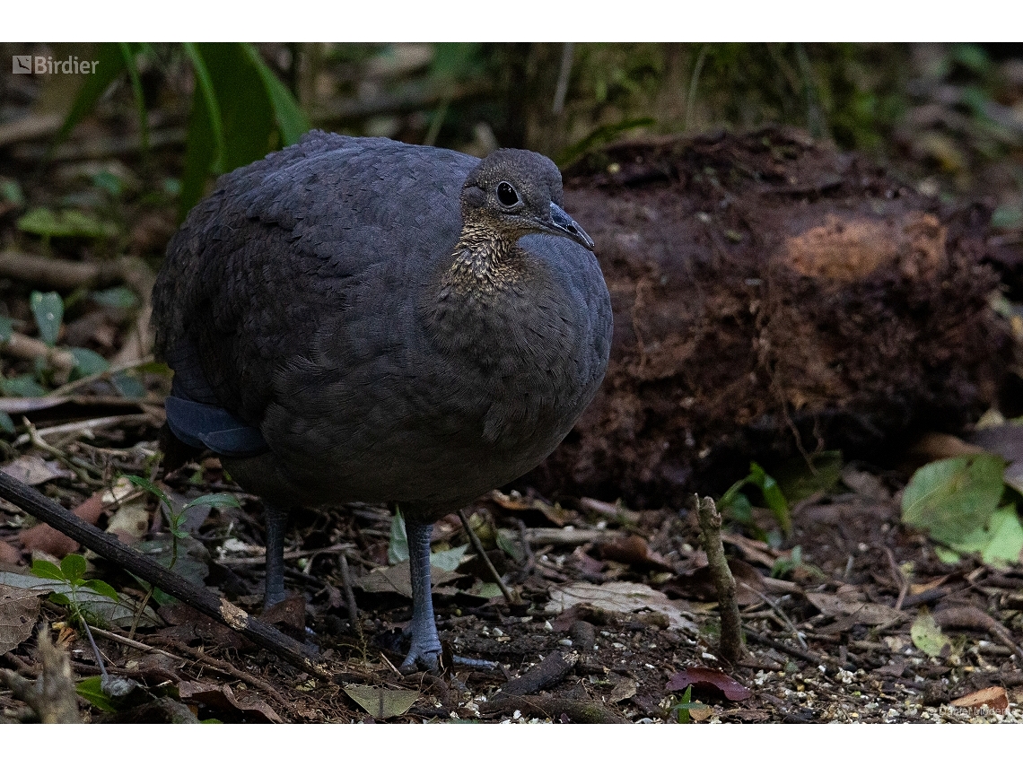 Tinamus solitarius