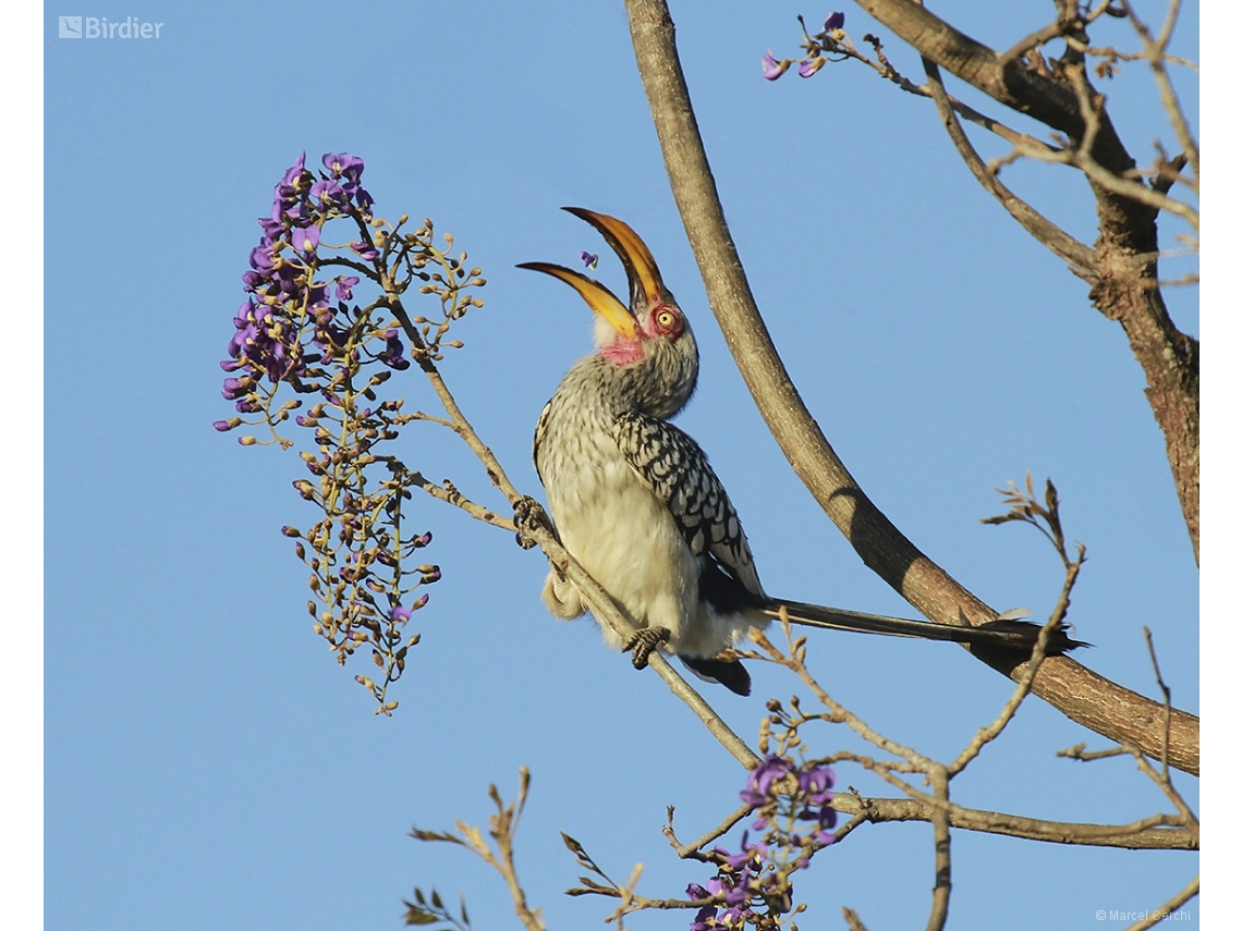 Tockus leucomelas