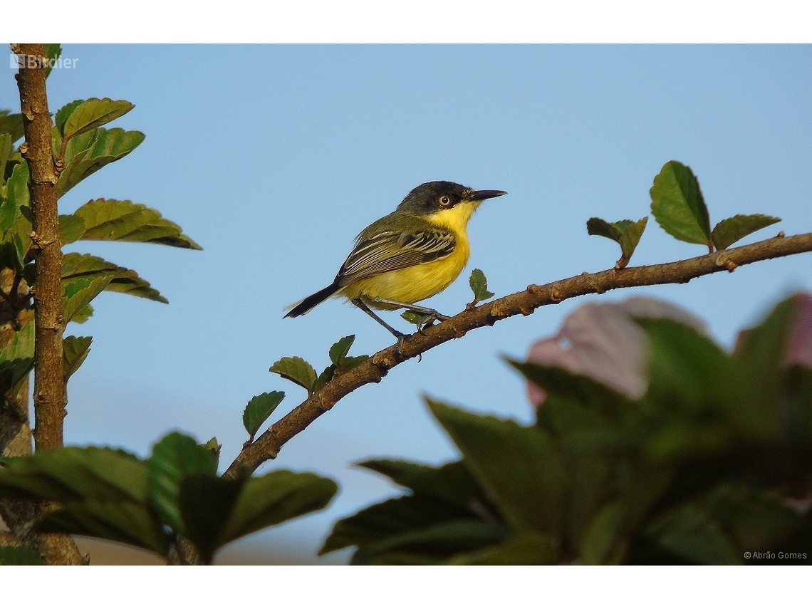 Todirostrum cinereum