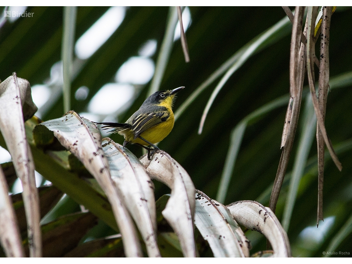 Todirostrum cinereum