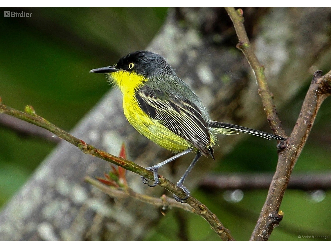 Todirostrum cinereum
