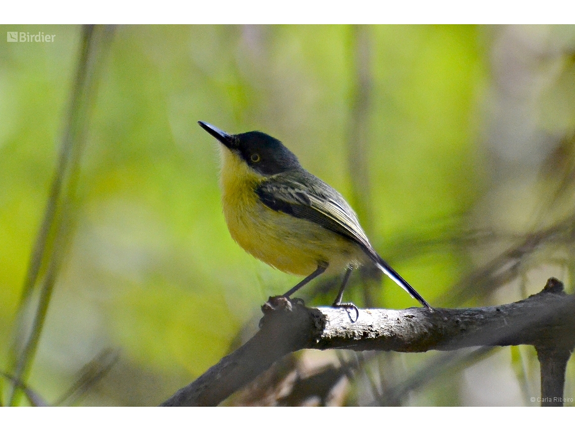 Todirostrum cinereum