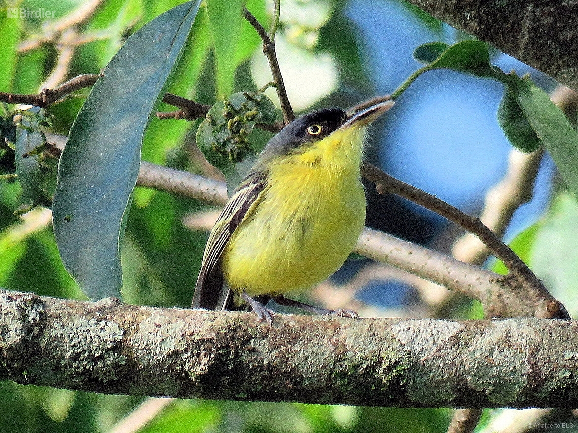 Todirostrum cinereum