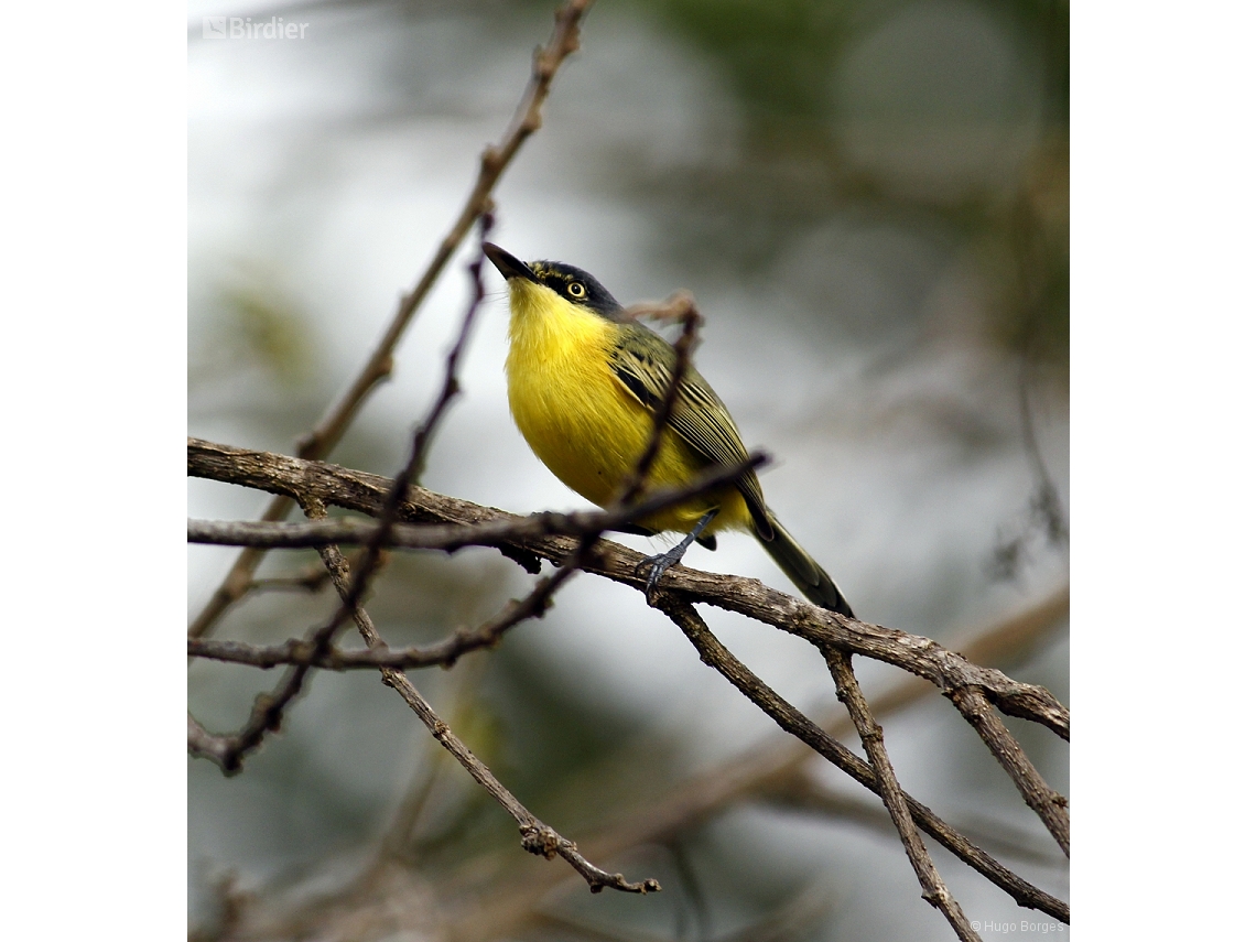 Todirostrum cinereum