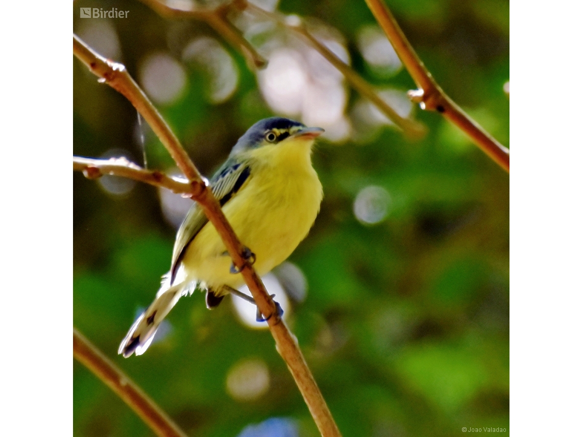 Todirostrum cinereum