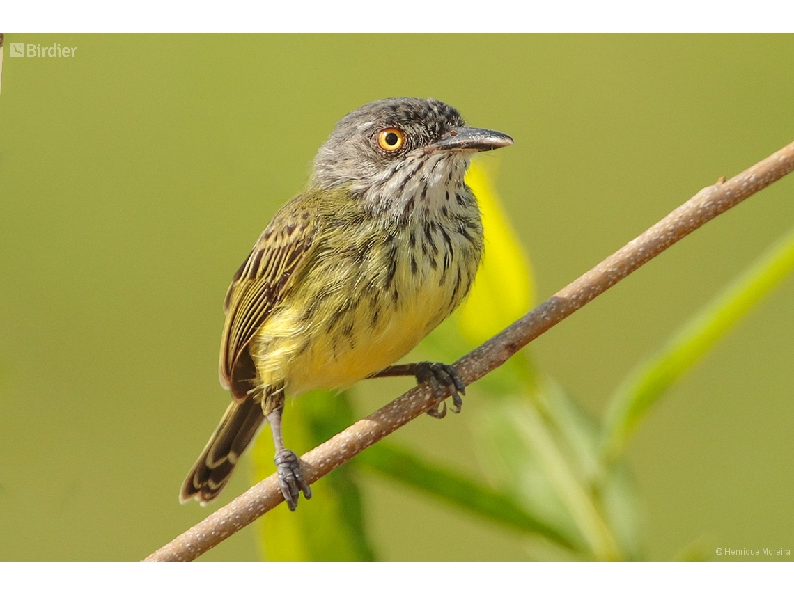 Todirostrum maculatum