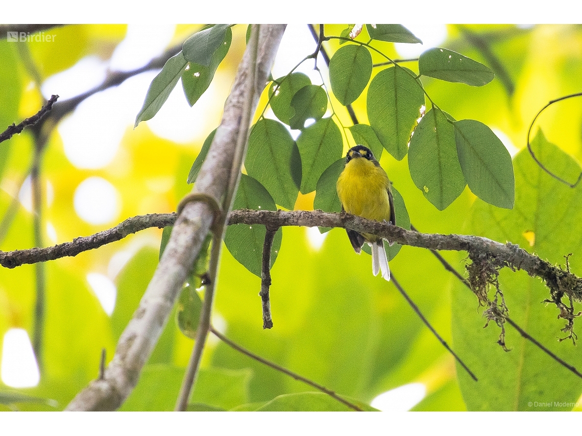 Todirostrum poliocephalum