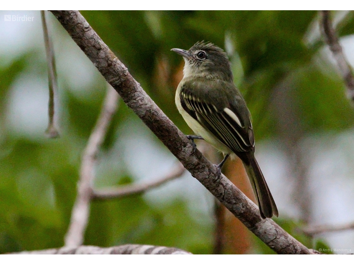 Tolmomyias assimilis