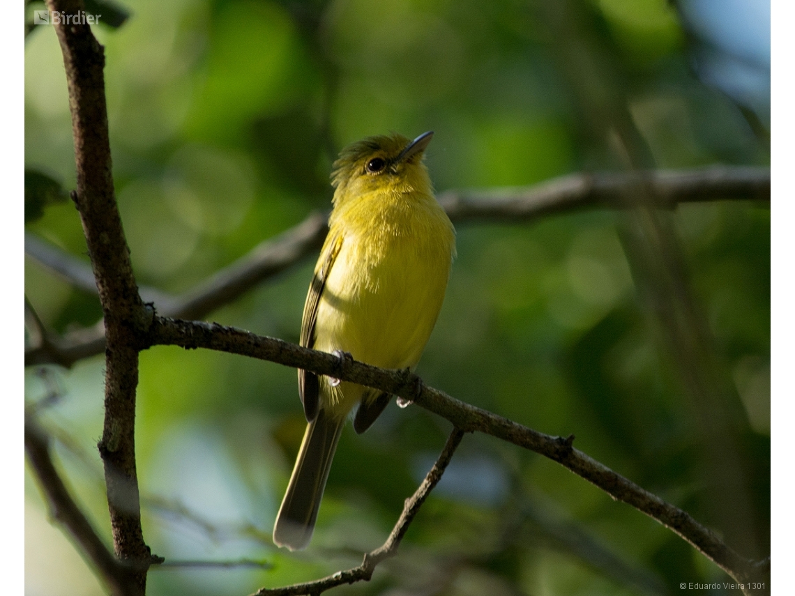 Tolmomyias flaviventris