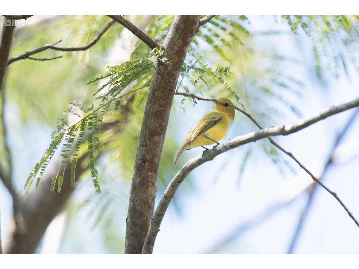 Tolmomyias flaviventris