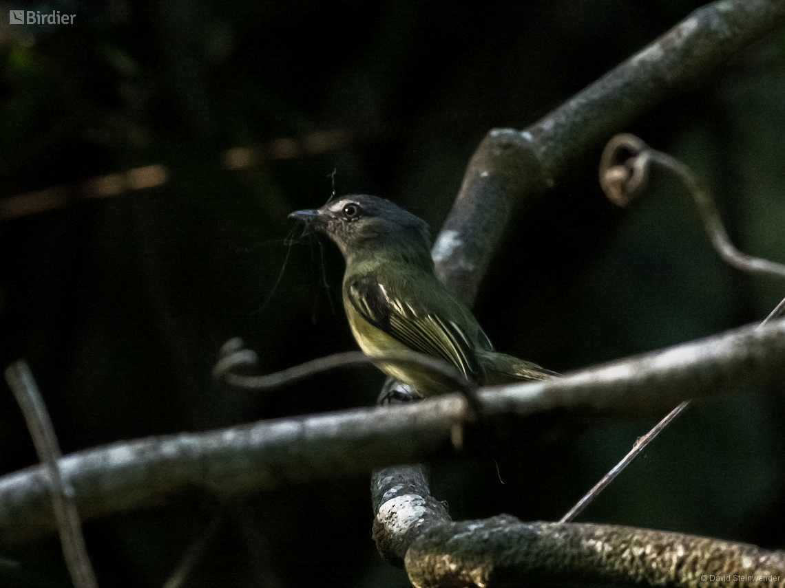 Tolmomyias poliocephalus