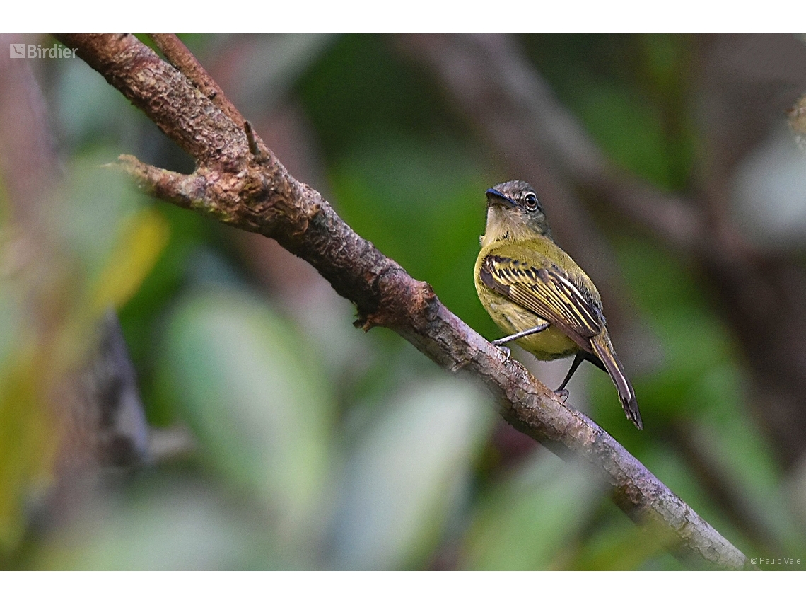 Tolmomyias poliocephalus