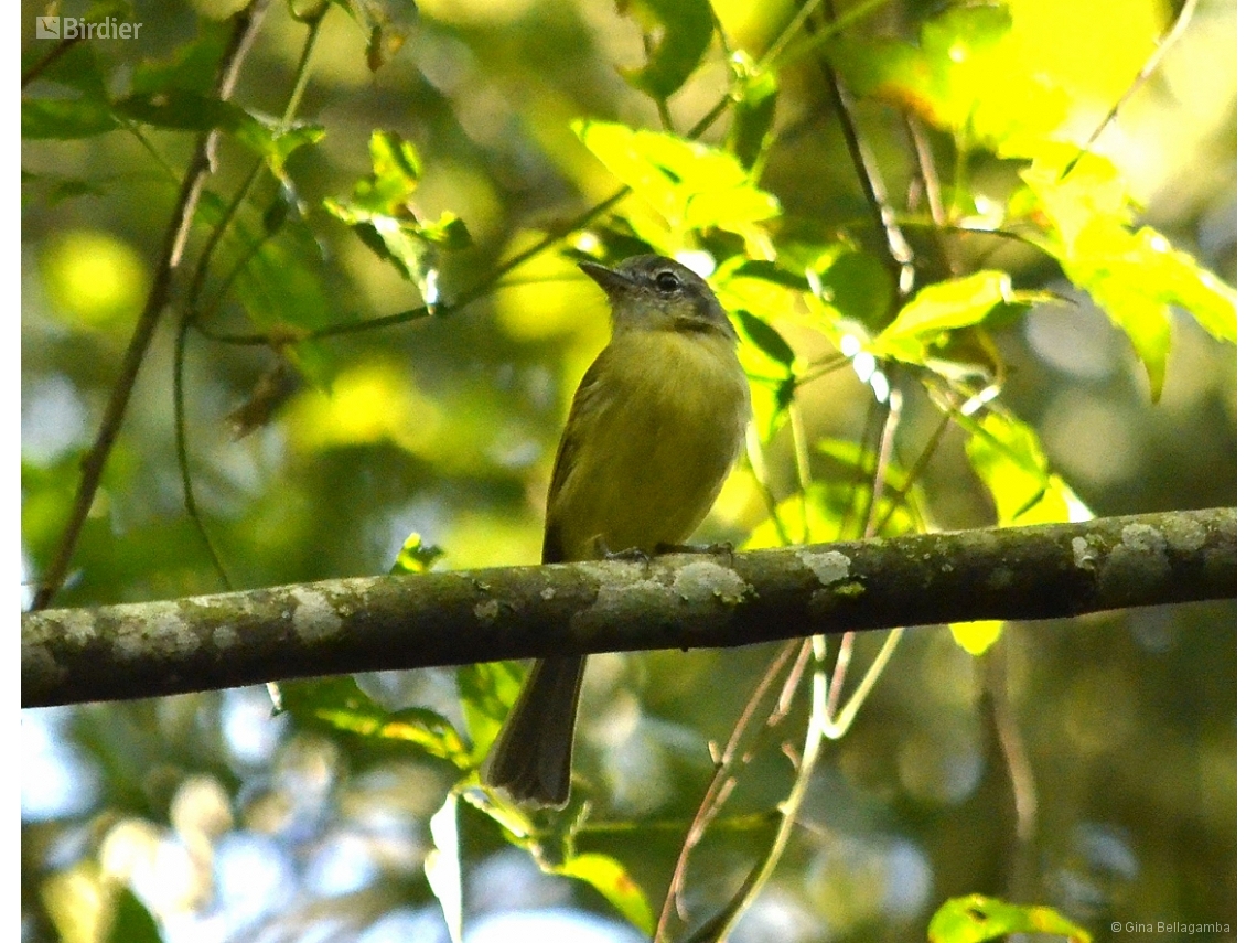 Tolmomyias sulphurescens