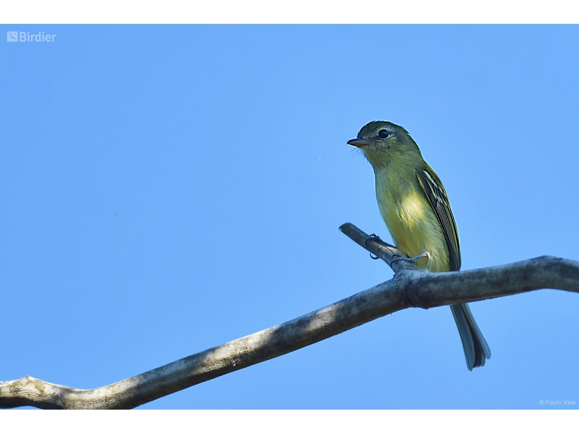 Tolmomyias sulphurescens