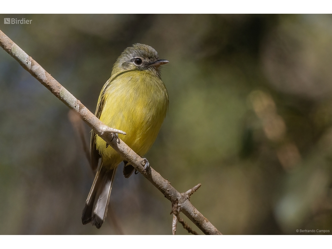 Tolmomyias sulphurescens