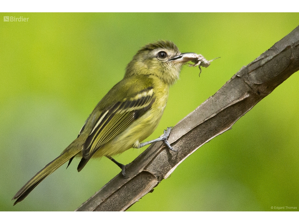 Tolmomyias sulphurescens