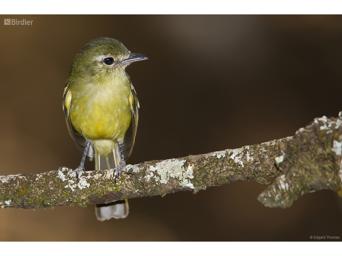 Tolmomyias sulphurescens