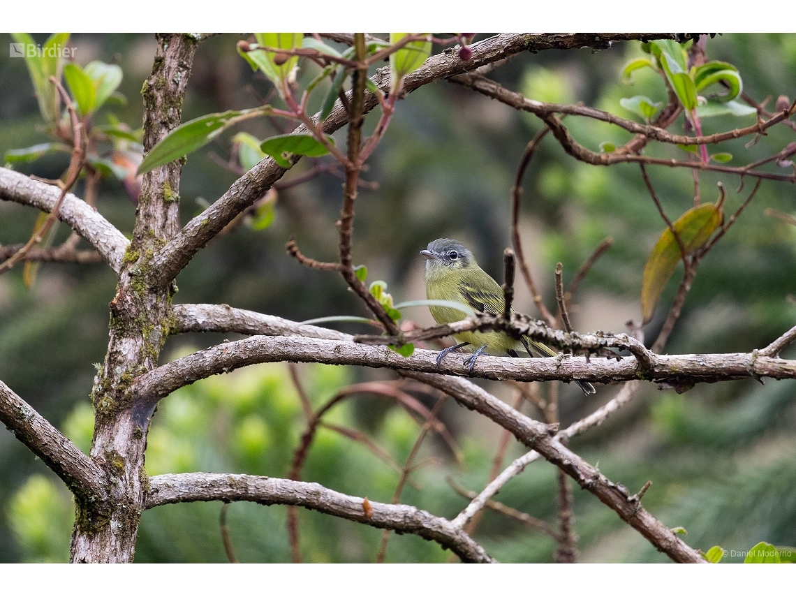Tolmomyias sulphurescens