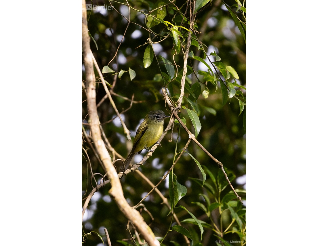 Tolmomyias sulphurescens