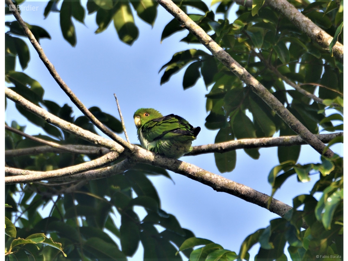 Touit melanonotus