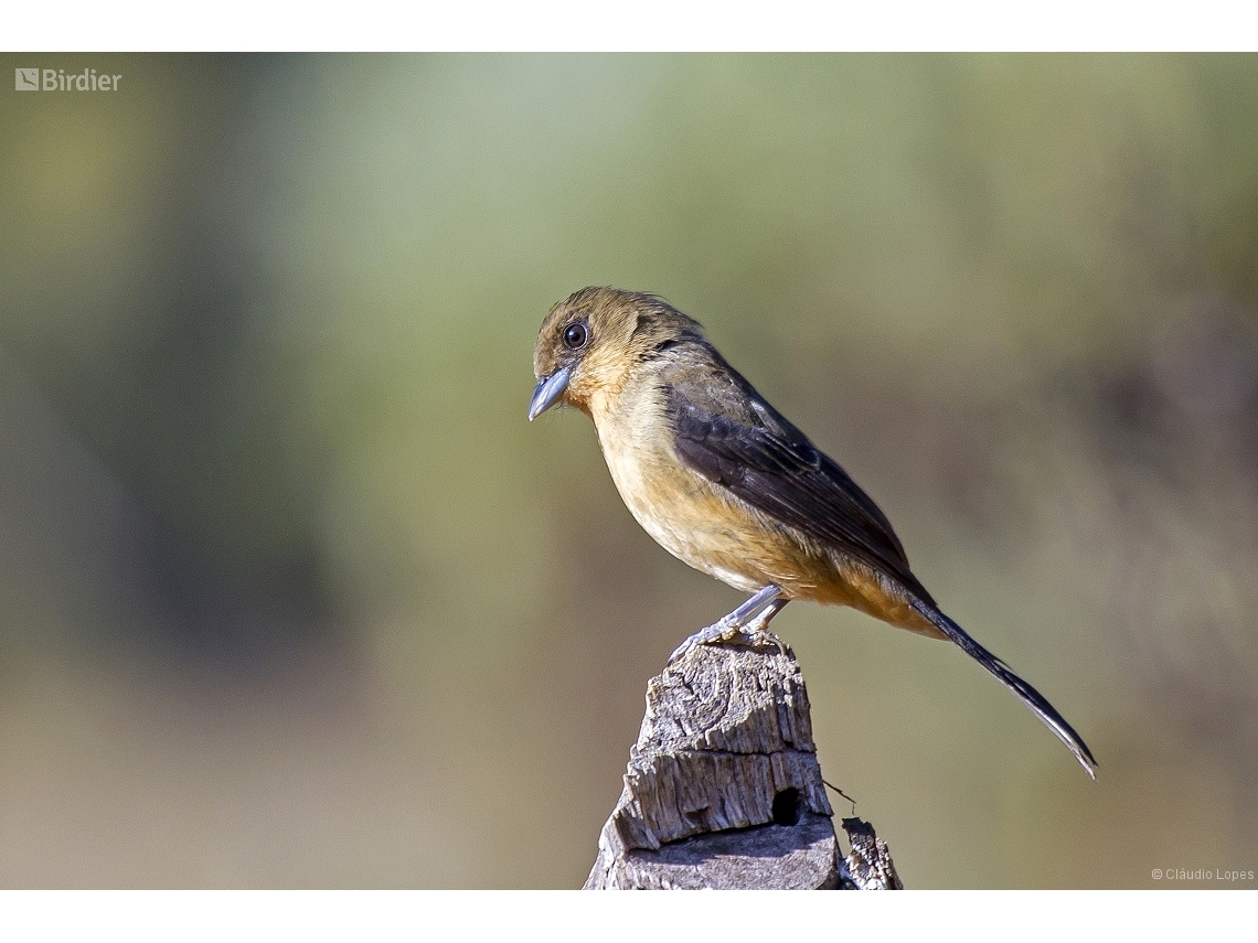 Trichothraupis melanops