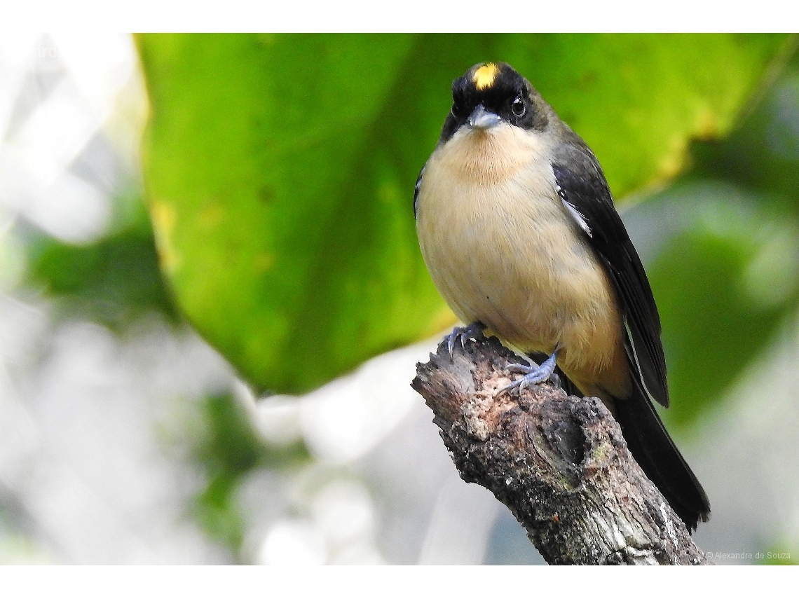 Trichothraupis melanops