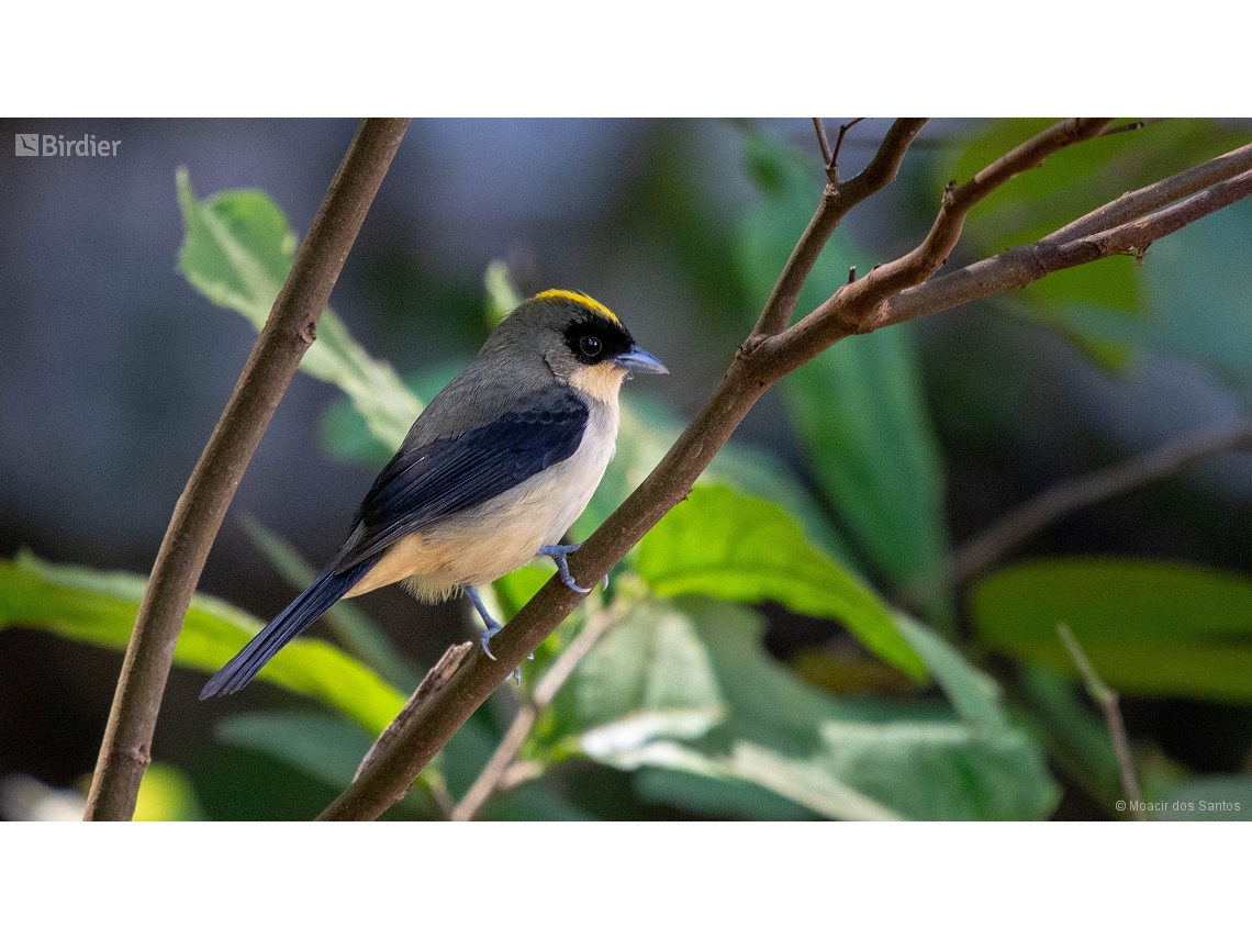 Trichothraupis melanops
