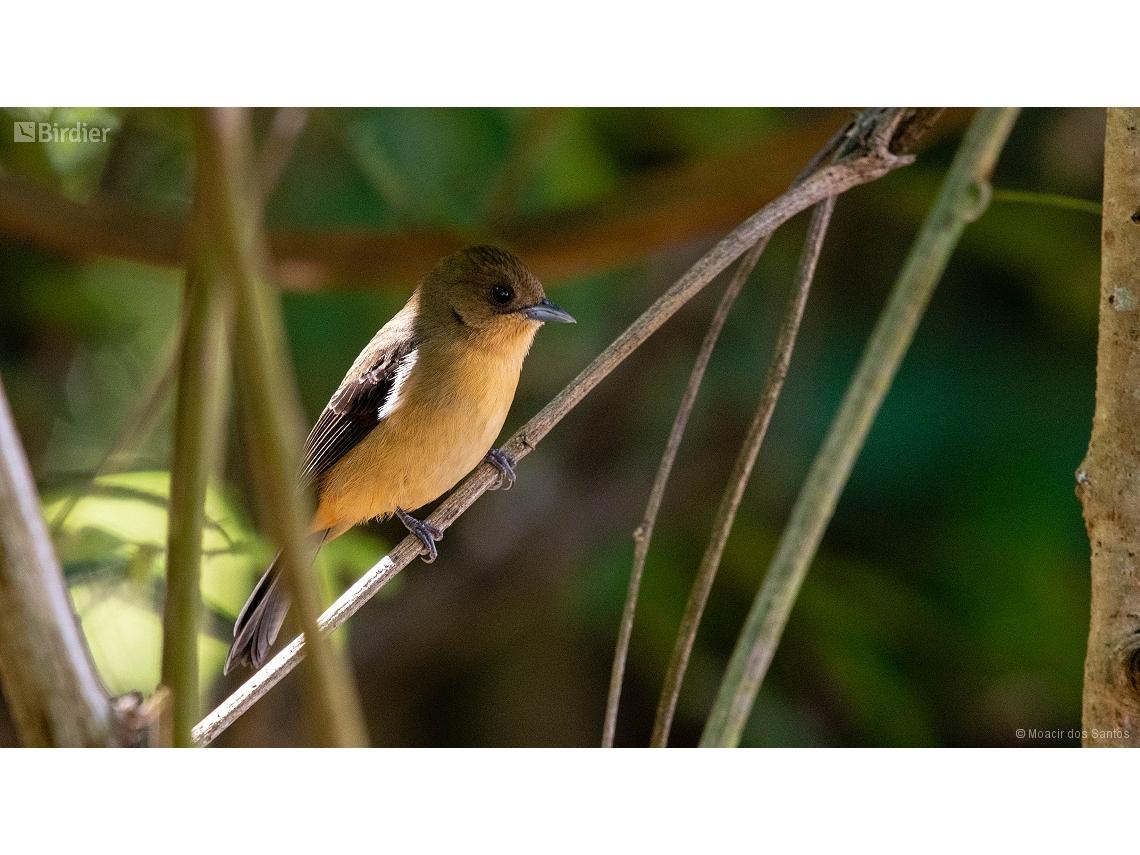 Trichothraupis melanops