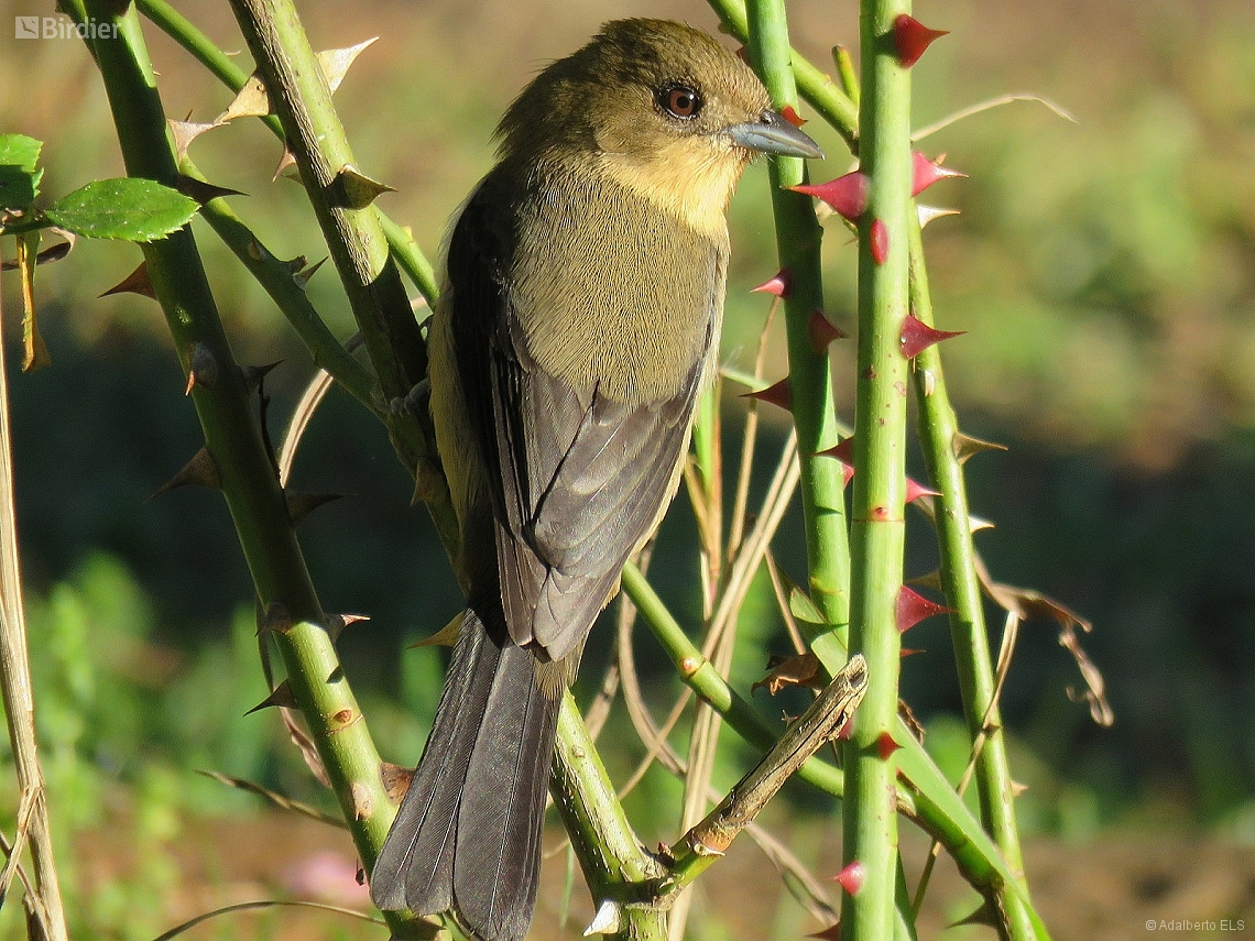 Trichothraupis melanops