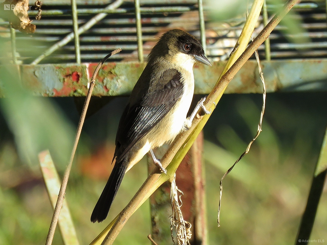 Trichothraupis melanops