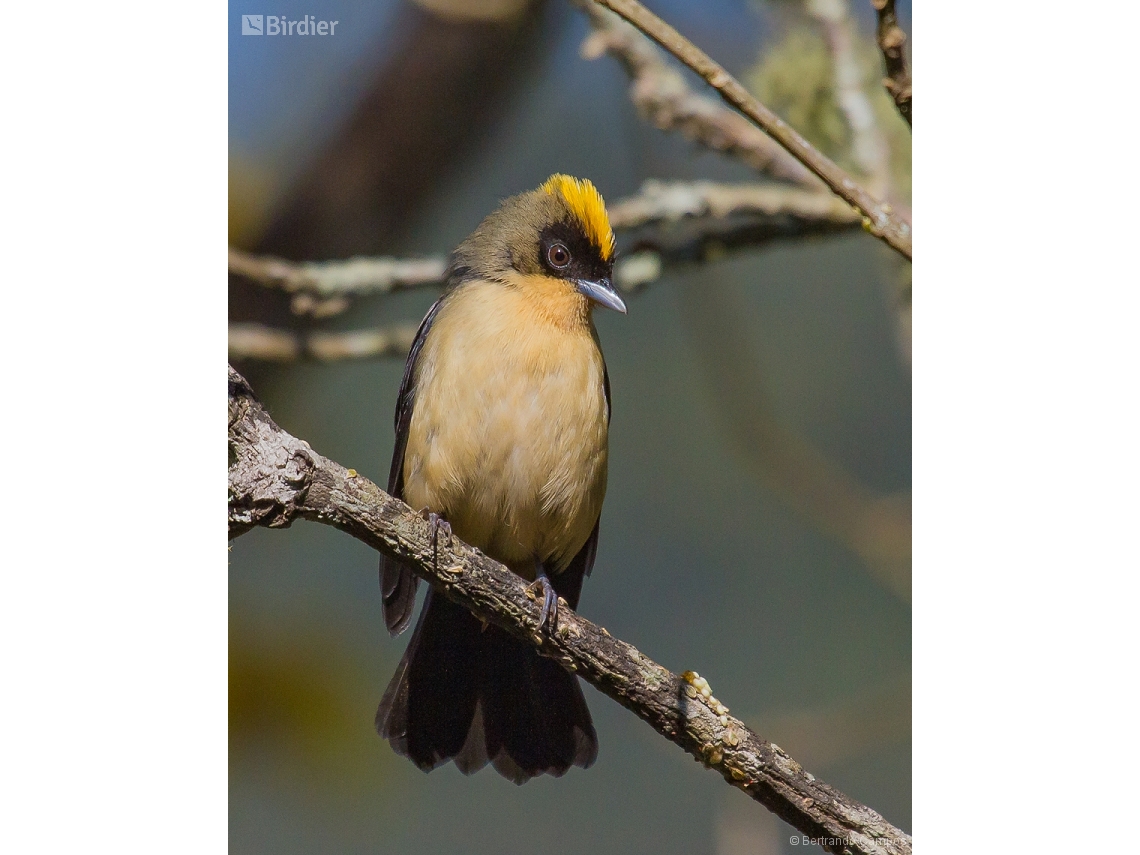 Trichothraupis melanops
