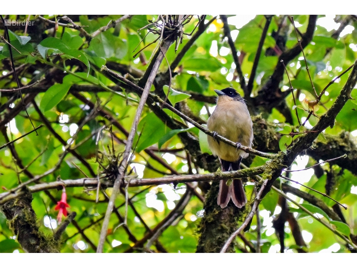 Trichothraupis melanops
