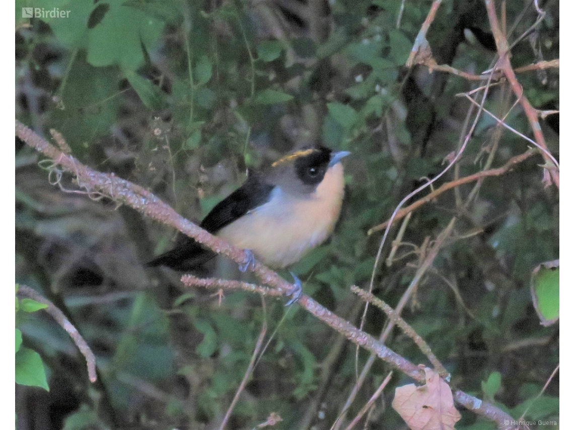 Trichothraupis melanops