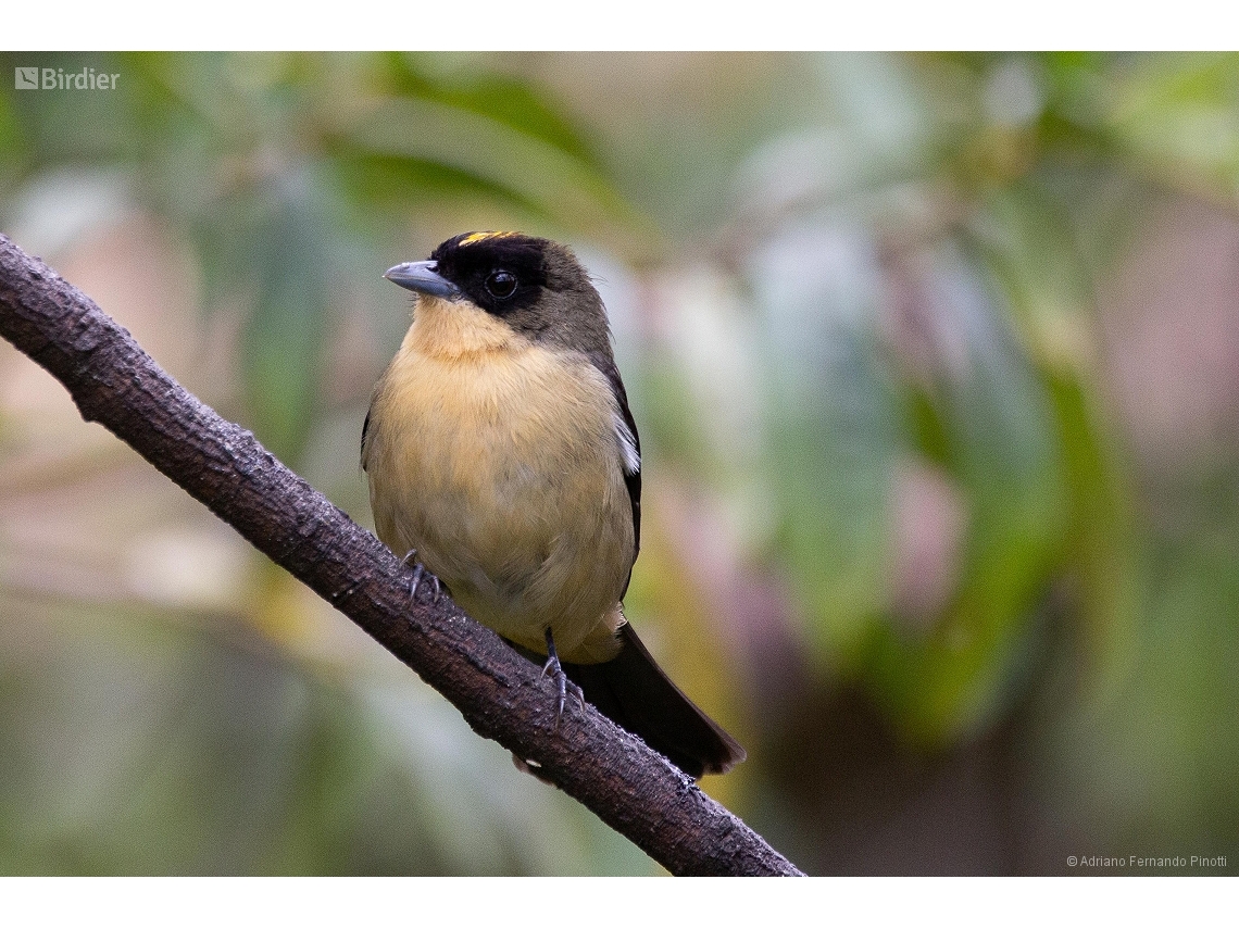 Trichothraupis melanops