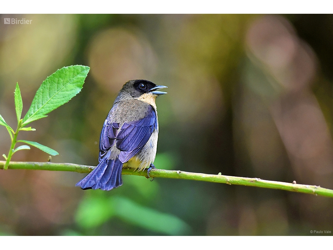 Trichothraupis melanops