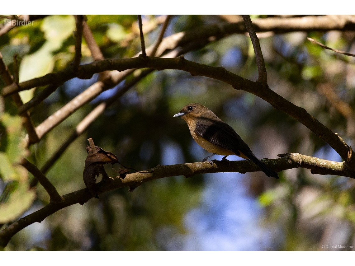 Trichothraupis melanops