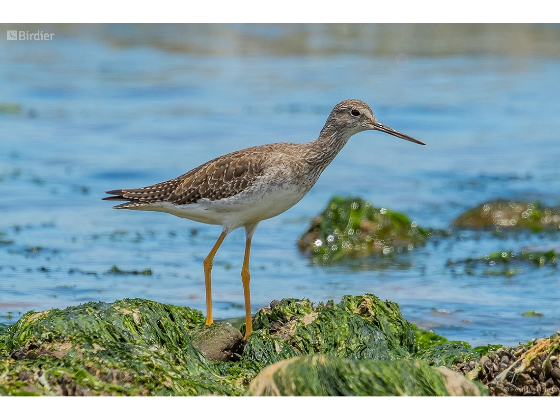 Tringa melanoleuca