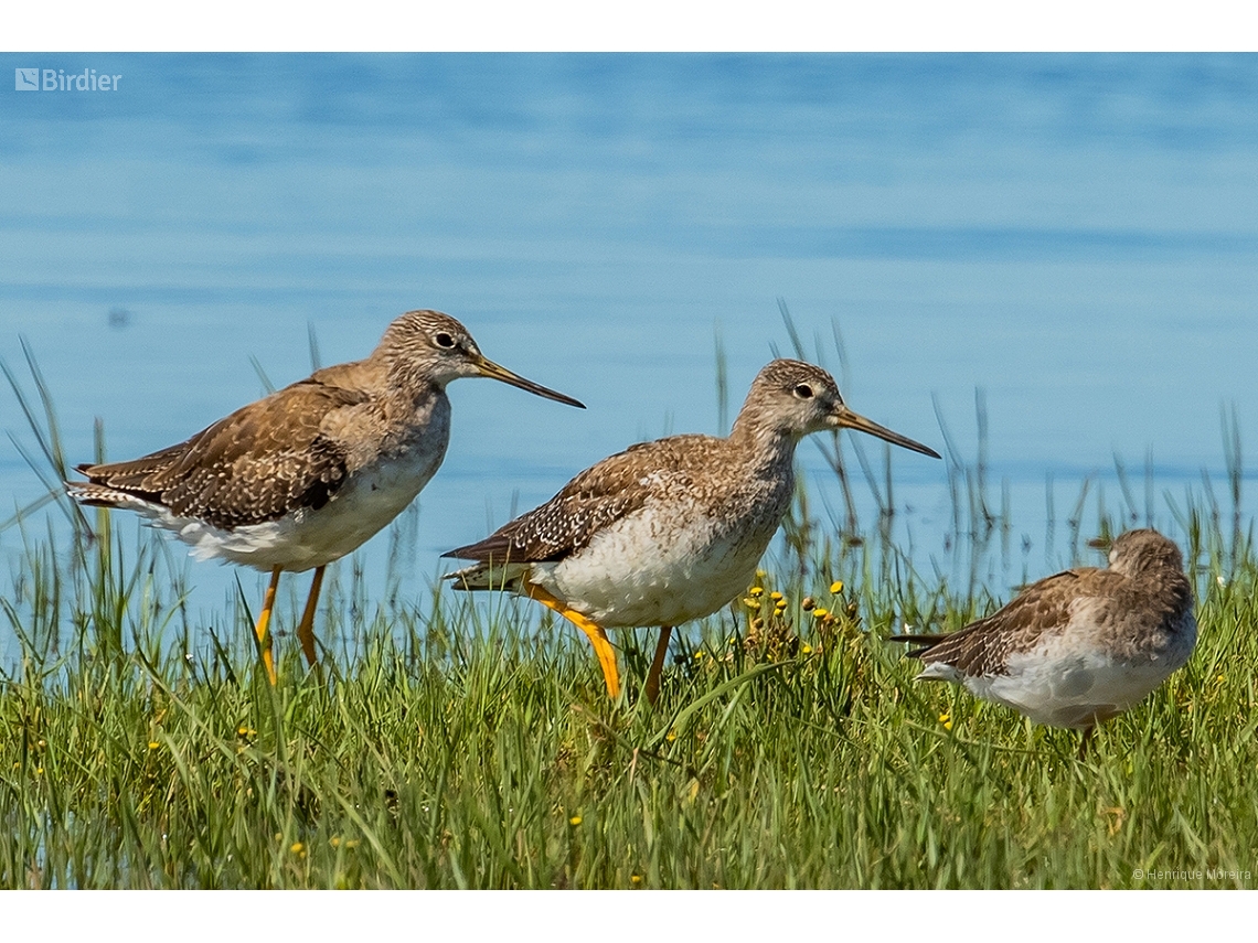 Tringa melanoleuca