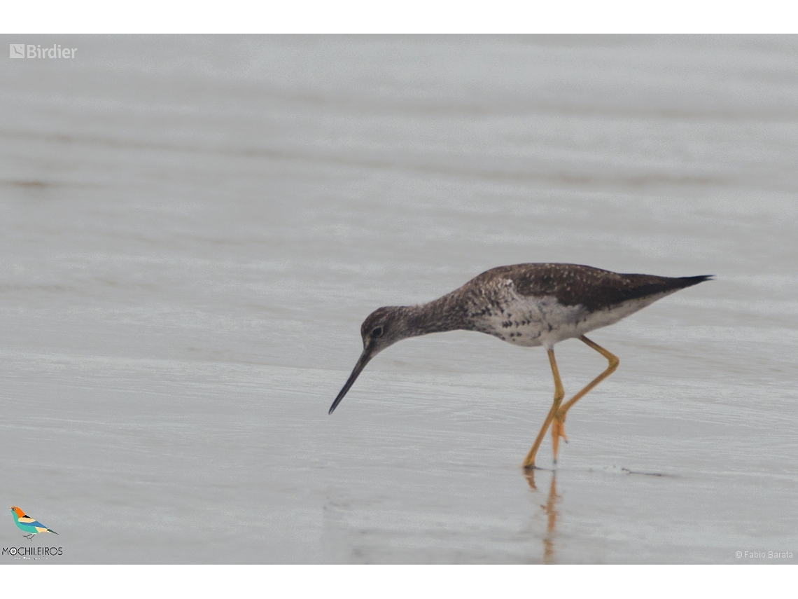 Tringa melanoleuca