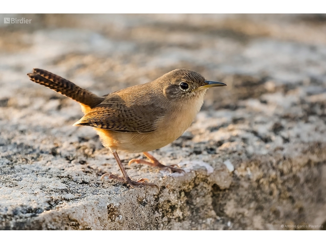 Troglodytes musculus