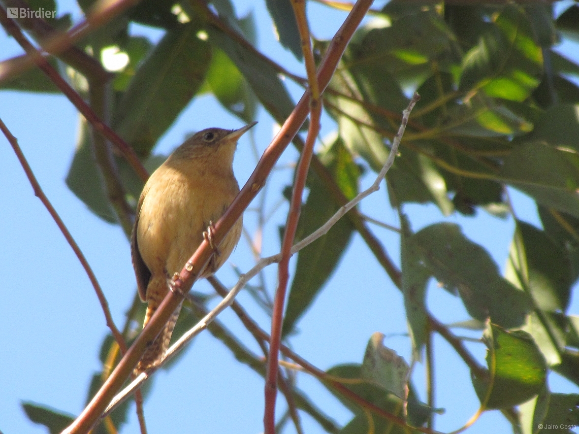 Troglodytes musculus