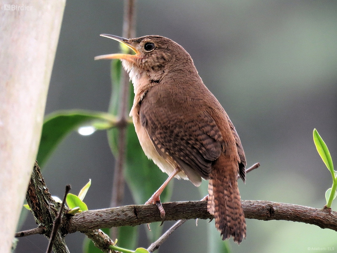 Troglodytes musculus