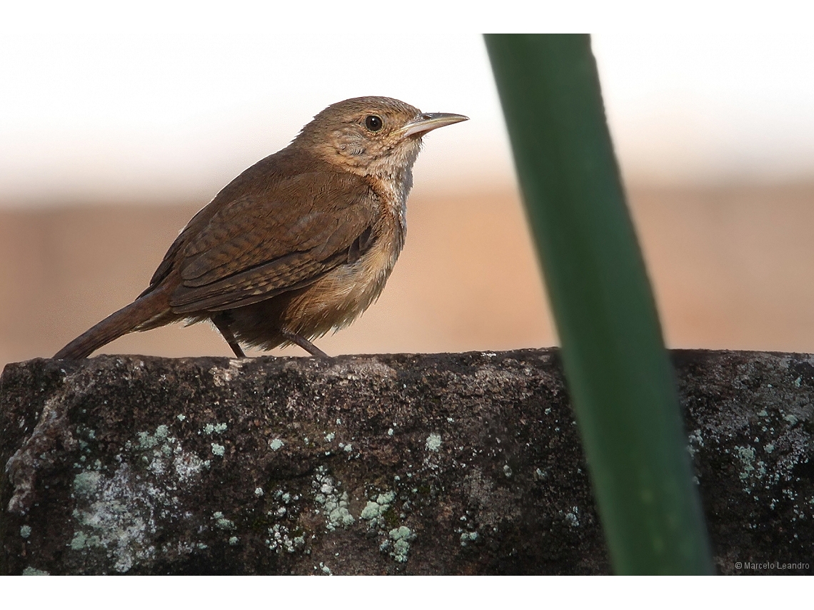 Troglodytes musculus